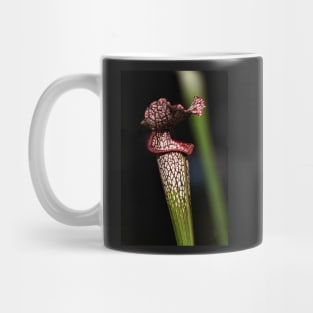 Red Lipped Carniverous Pitcher Plant Mug